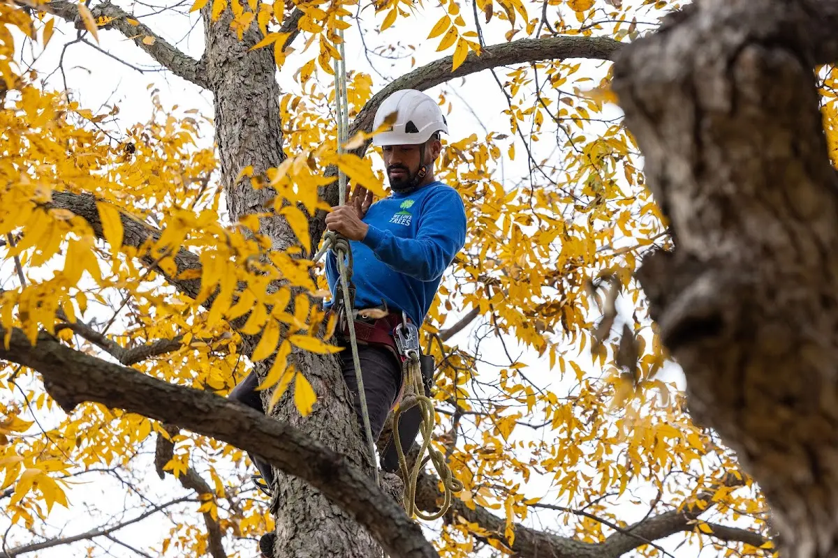 Skilled Tree Pruning crew working in Geneva